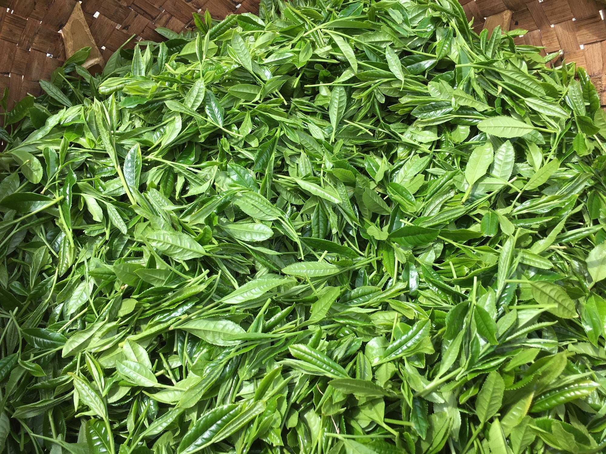 2020 Nakai Tea Farm Yabukita Sencha - 120g (3x 40g) - Ochanomizu